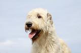 IRISH WOLFHOUND 138